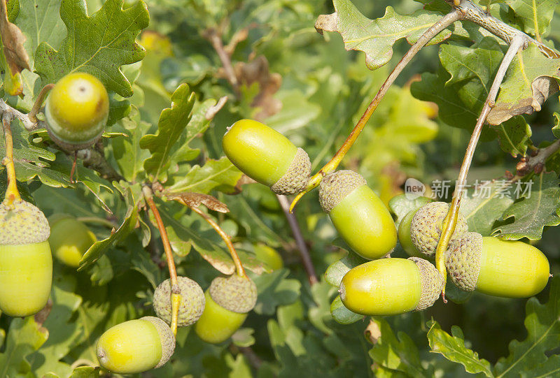 长柄栎(Quercus robur)